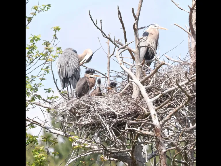 Great blue herons at their nest in Southborough, photographed by Steve Forman.