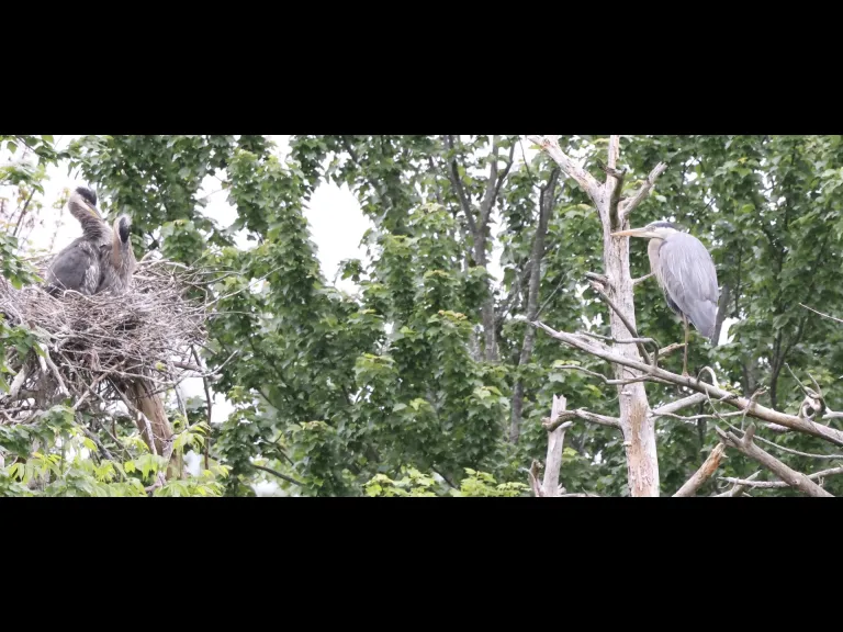 Great blue herons at their nest in Southborough, photographed by Steve Forman.