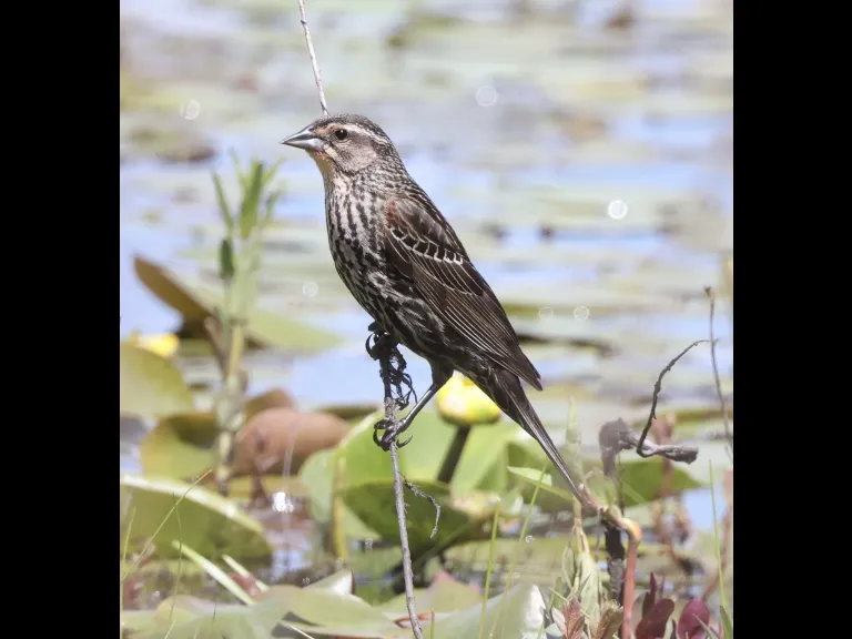 A red-winged blackbird at Bartlett Pond in Northborough, photographed by Steve Forman.