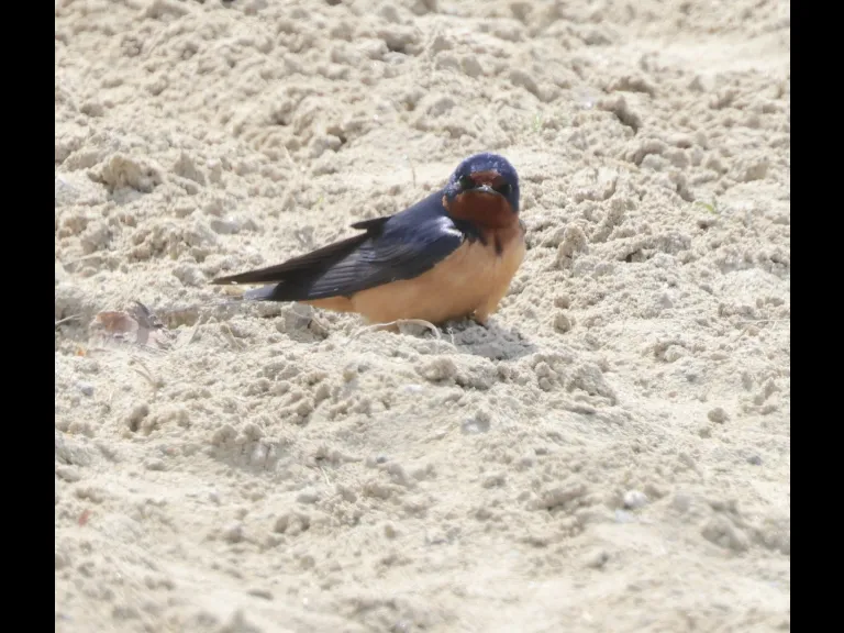 A barn swallow at Hopkinton State Park in Hopkinton, photographed by Steve Forman.
