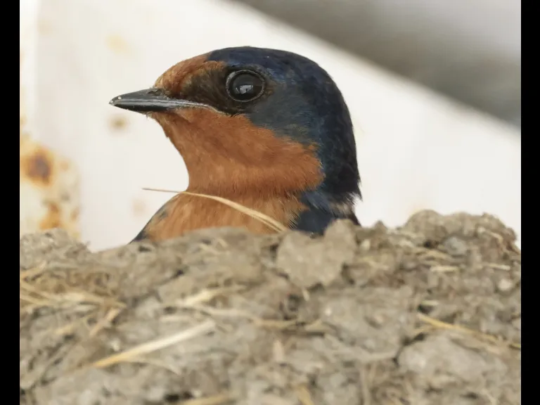 A barn swallow at Hopkinton State Park in Hopkinton, photographed by Steve Forman.