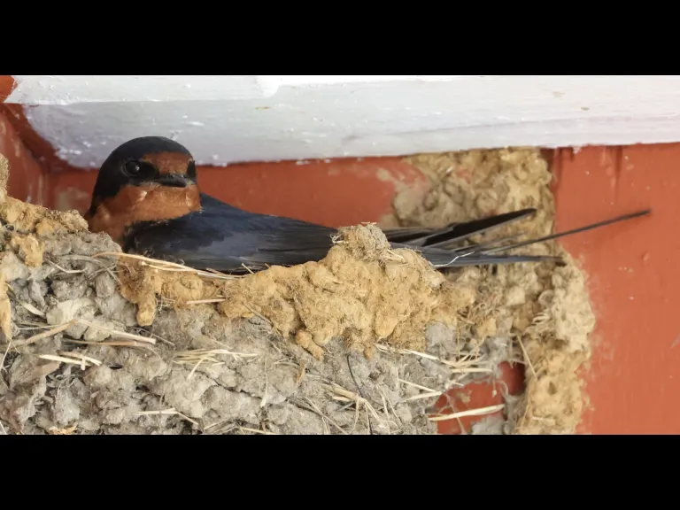 A barn swallow at Hopkinton State Park in Hopkinton, photographed by Steve Forman.