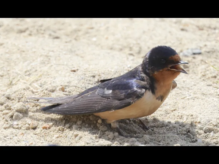 A barn swallow at Hopkinton State Park in Hopkinton, photographed by Steve Forman.