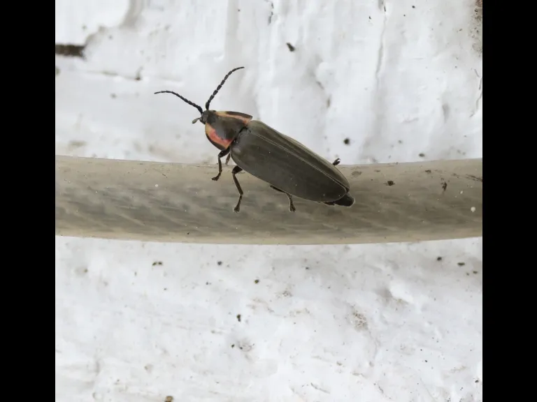 A winter firefly at Hopkinton State Park in Hopkinton, photographed by Steve Forman.