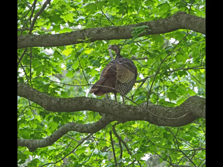 A turkey in Framingham, photographed by Joan Chasan.