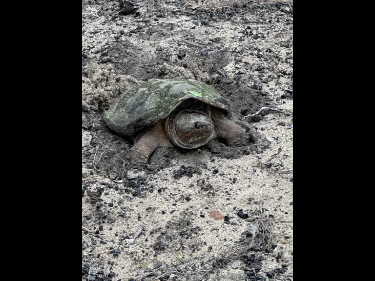 A snapping turtle laying eggs at SVT's General Federation of Women's Clubs of Massachusetts Memorial Forest in Sudbury.