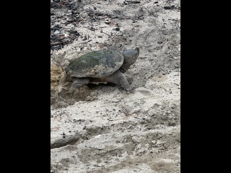 A snapping turtle laying eggs at SVT's General Federation of Women's Clubs of Massachusetts Memorial Forest in Sudbury.