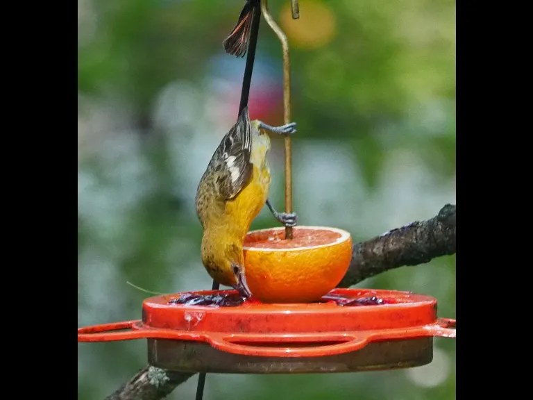 A Baltimore oriole in Framingham, photographed by Joan Chasan.