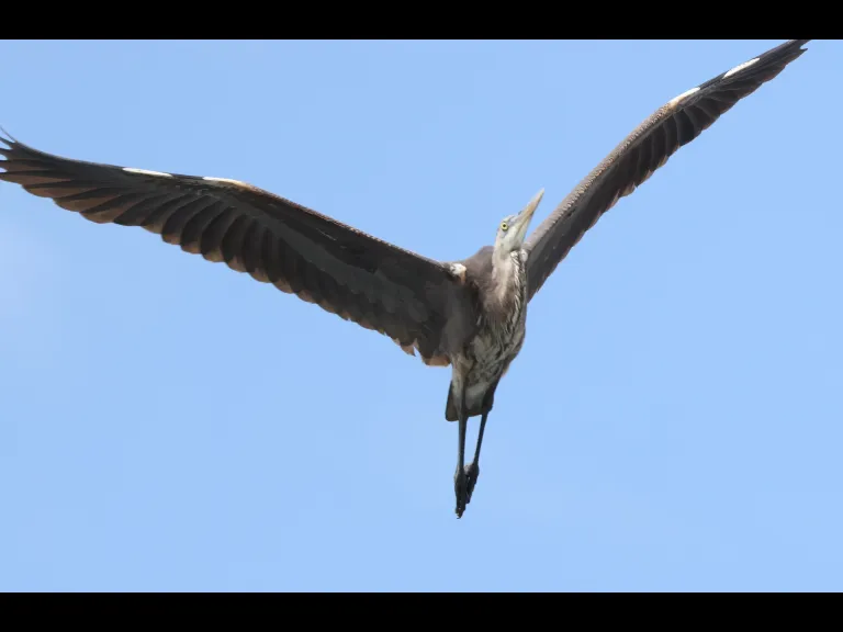 A great blue heron in Southborough, photographed by Steve Forman.