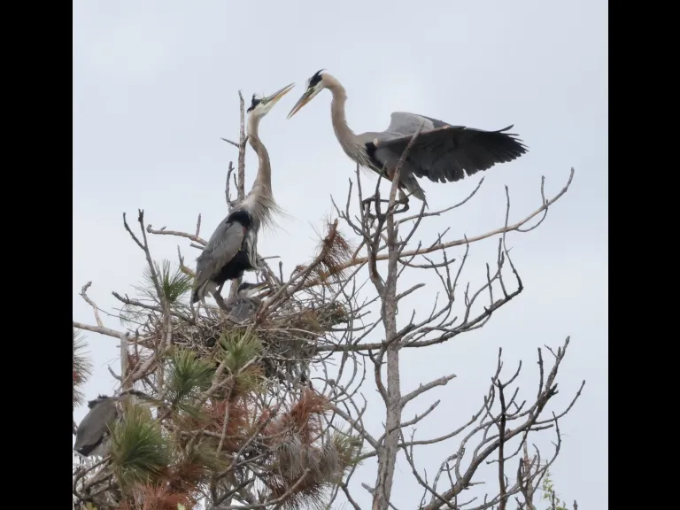 Great blue herons in Southborough, photographed by Steve Forman.