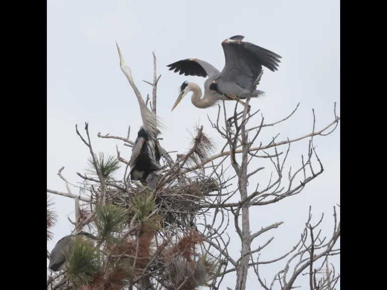Great blue herons in Southborough, photographed by Steve Forman.