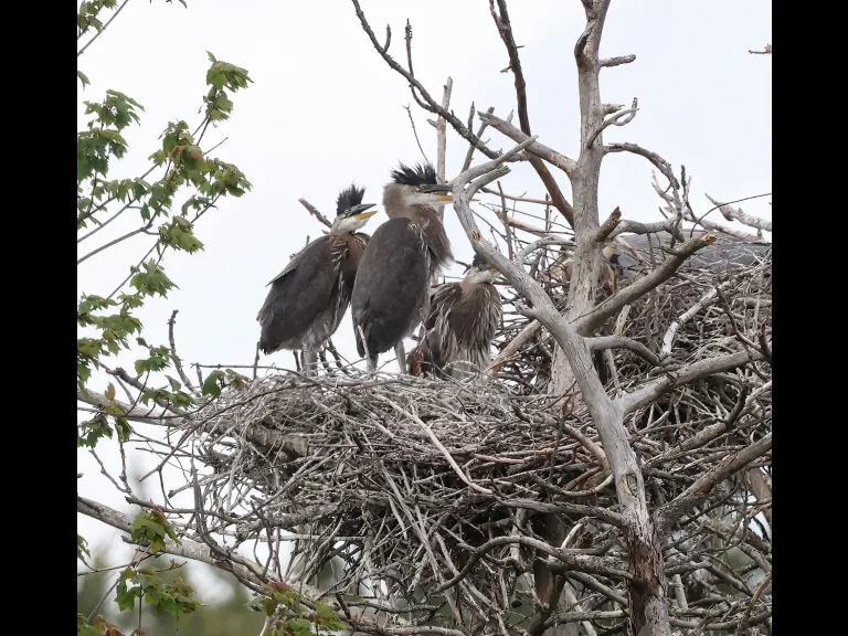 Great blue herons in Southborough, photographed by Steve Forman.