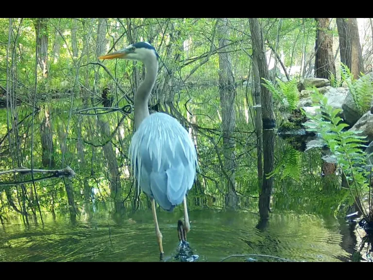 A great blue heron in Framingham, photographed with an automatically triggered wildlife camera by Margaret McKane.