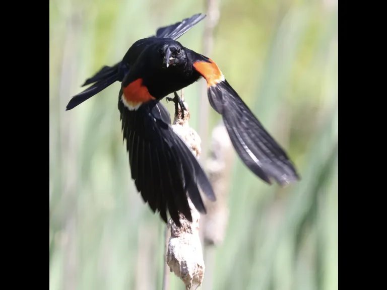 A red-winged blackbird at Breakneck Hill Conservation Land in Southborough, photographed by Steve Forman.