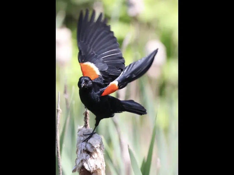 A red-winged blackbird at Breakneck Hill Conservation Land in Southborough, photographed by Steve Forman.
