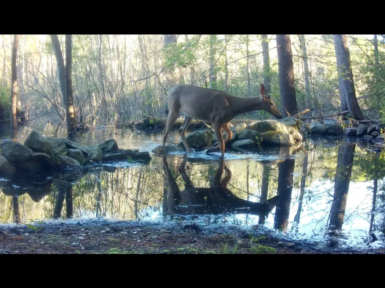 A white-tailed deer in Frmaingham, photographed with an automatically triggered wildlife camera by Margaret McKane.