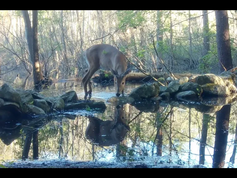 A white-tailed deer in Frmaingham, photographed with an automatically triggered wildlife camera by Margaret McKane.
