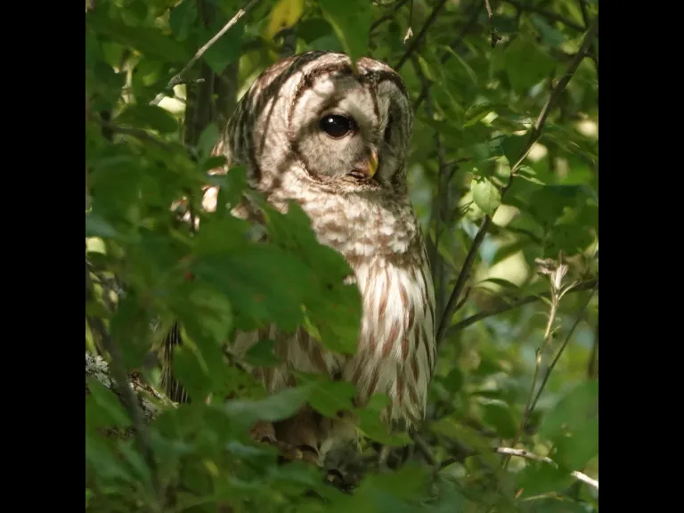 A barred owl in Lincoln, photographed by Ron McAdow.