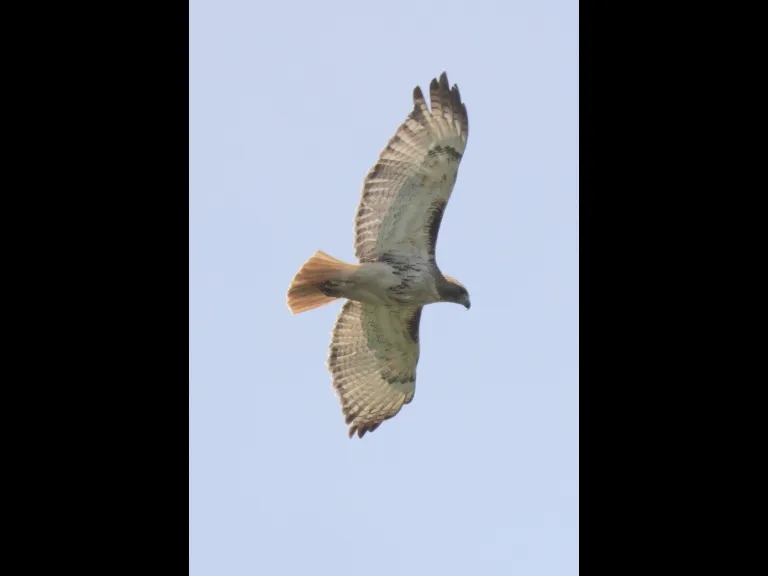A red-tailed hawk at Breakneck Hill Conservation Land in Southborough, photographed by Steve Forman.
