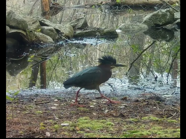 A green heron in Framingham, photographed with an automatically triggered wildlife camera by Margaret McKane.