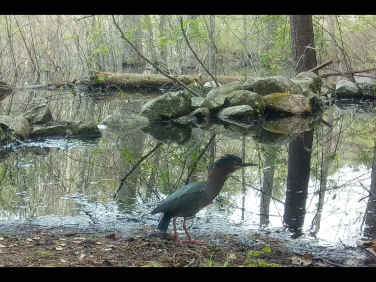 A green heron in Framingham, photographed with an automatically triggered wildlife camera by Margaret McKane.