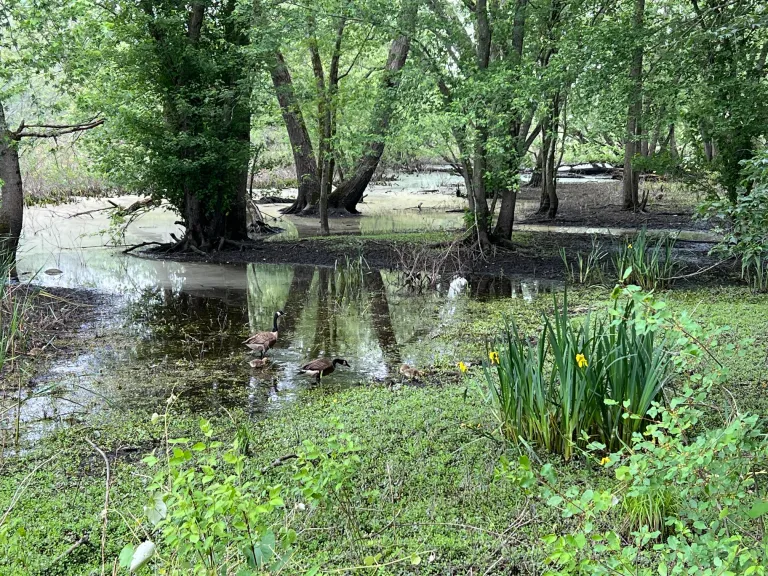 Canada geese at Great Meadows National Wildlife Refuge in Concord, photographed by Sally-Ann Limpaecher.