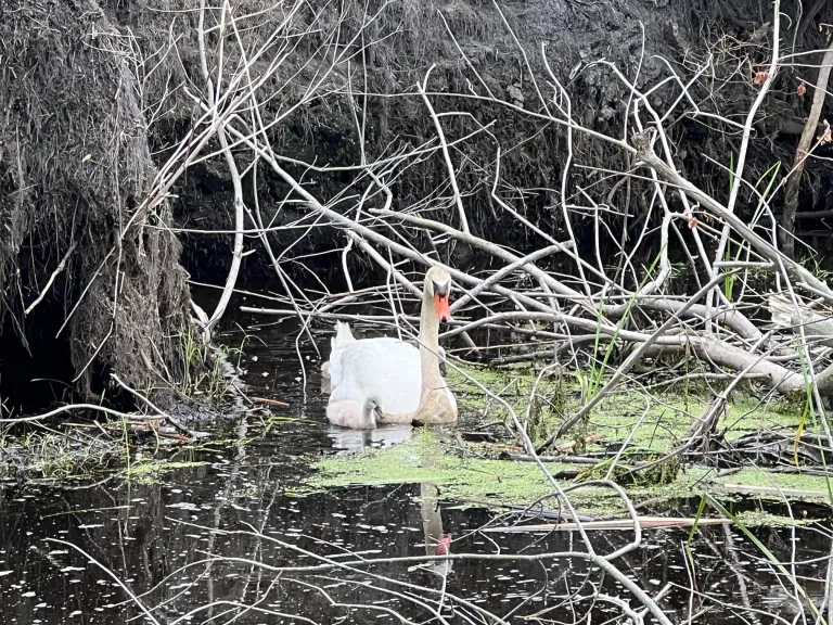 Mute Swans at Great Meadows National Wildlife Refuge in Concord, photographed by Sally-Ann Limpaecher.