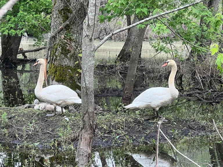 Mute Swans at Great Meadows National Wildlife Refuge in Concord, photographed by Sally-Ann Limpaecher.