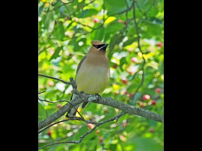 A cedar waxwing in Framingham, photographed by Joan Chasan.