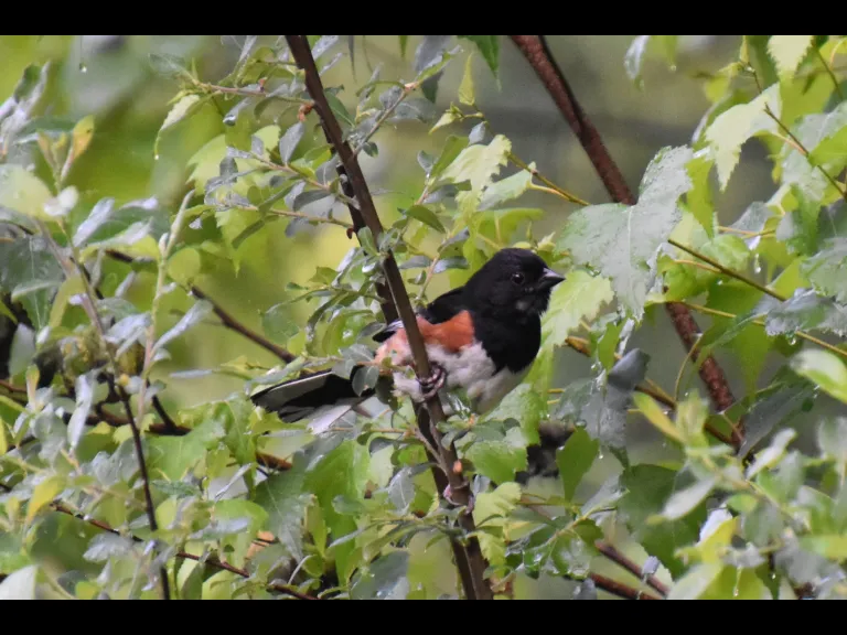 An eastern towhee at SVT's General Federation of Women's Clubs of Massachusetts Memorial Forest in Sudbury, photographed by Valerie Burdette.