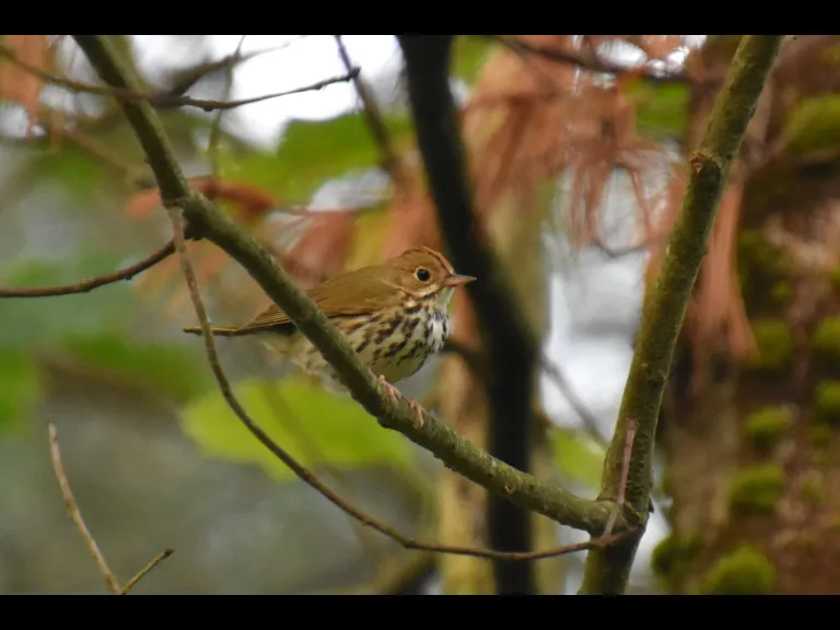 An ovenbird at SVT's General Federation of Women's Clubs of Massachusetts Memorial Forest in Sudbury, photographed by Valerie Burdette.