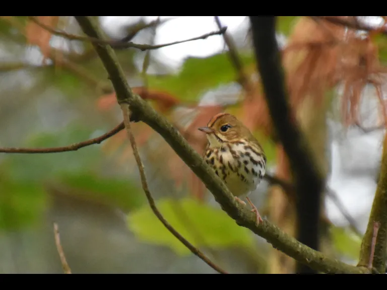 An ovenbird at SVT's General Federation of Women's Clubs of Massachusetts Memorial Forest in Sudbury, photographed by Valerie Burdette.