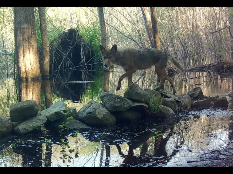 A coyote in Framingham, photographed with an automatically triggered wildlife camera by Margaret McKane.