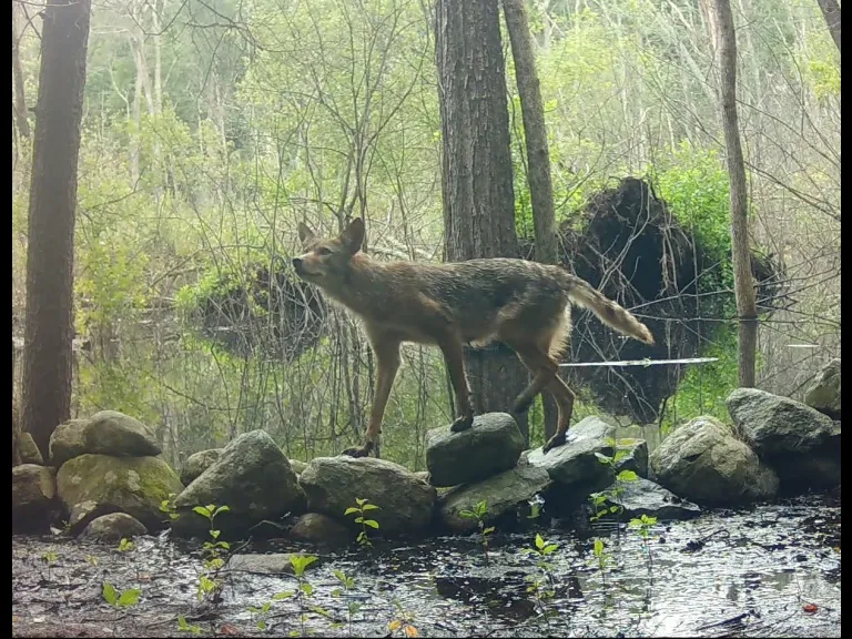 A coyote in Framingham, photographed with an automatically triggered wildlife camera by Margaret McKane.