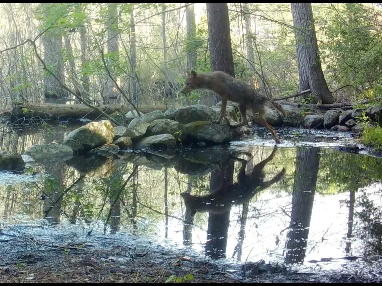 A coyote in Framingham, photographed with an automatically triggered wildlife camera by Margaret McKane.