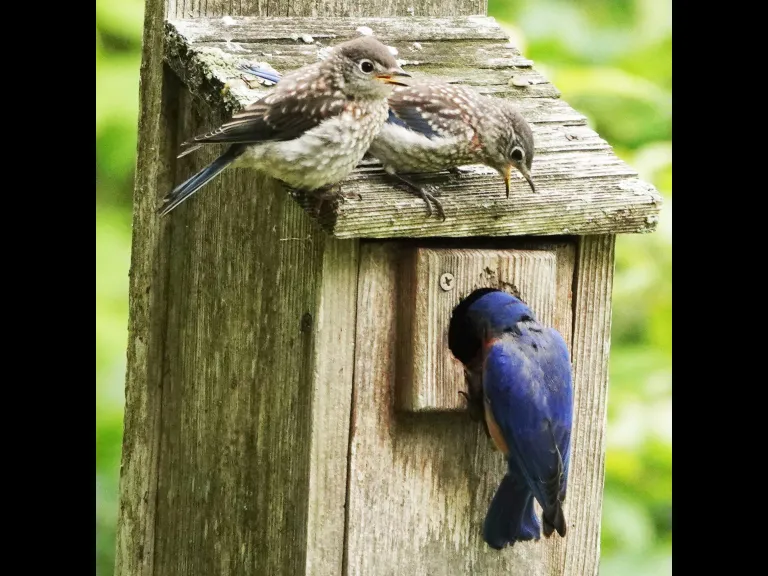 Eastern bluebirds in Lincoln, photographed by Ron McAdow.