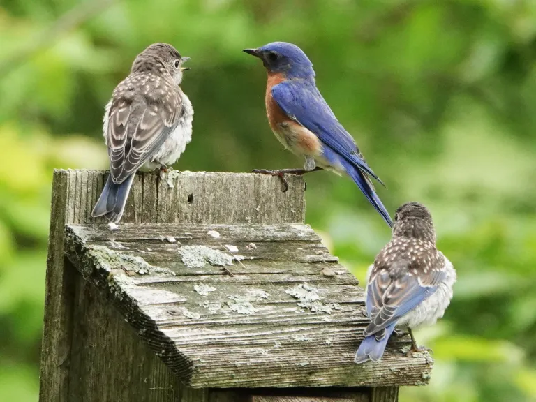 Eastern bluebirds in Lincoln, photographed by Ron McAdow.
