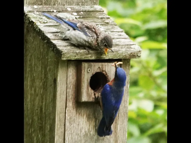 Eastern bluebirds in Lincoln, photographed by Ron McAdow.