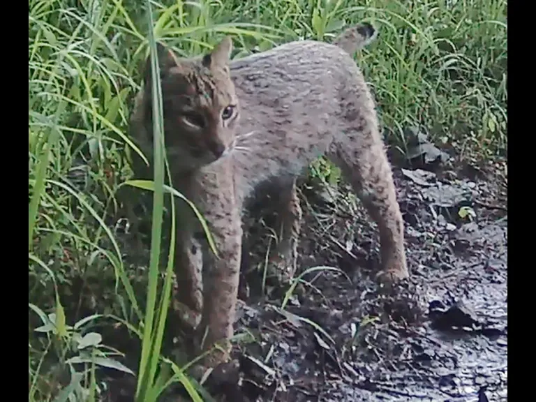 A bobcat at Well Meadow in Concord, photographed with an automatically triggered wildlife camera by Ron McAdow.