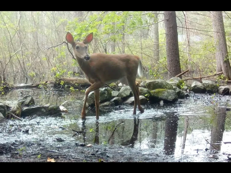A white-tailed deer in Frmaingham, photographed with an automatically triggered wildlife camera by Margaret McKane.