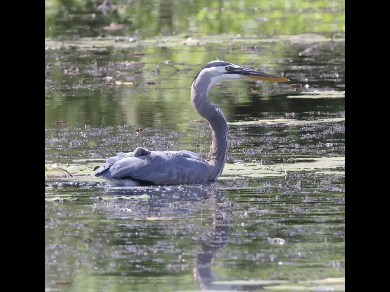 A great blue heron at Bruce's Pond in Hudson, photographed by Steve Forman.