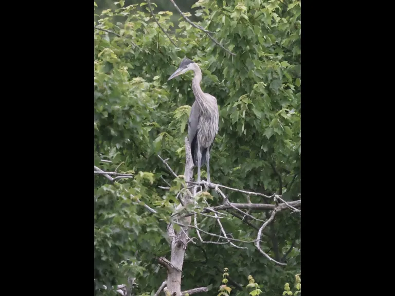 A great blue heron in Southborough, photographed by Steve Forman.