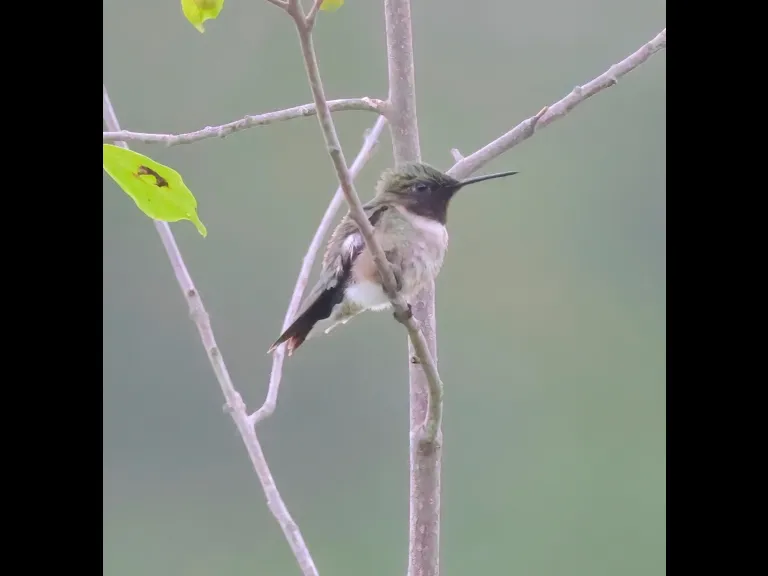 A ruby-throated hummingbird at Breakneck Hill Conservation Land in Southborough, photographed by Steve Forman.