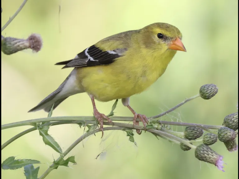 An American goldfinch at Breakneck Hill Conservation Land in Southborough, photographed by Steve Forman.