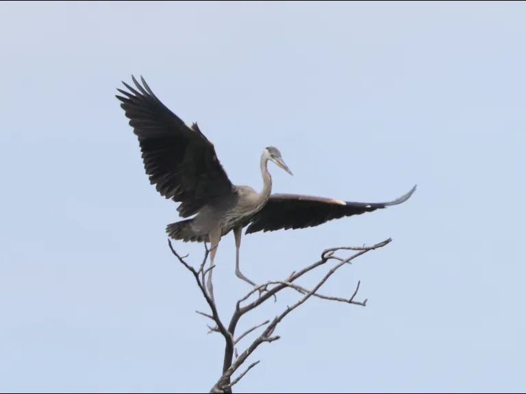 A great blue heron in Southborough, photographed by Steve Forman.