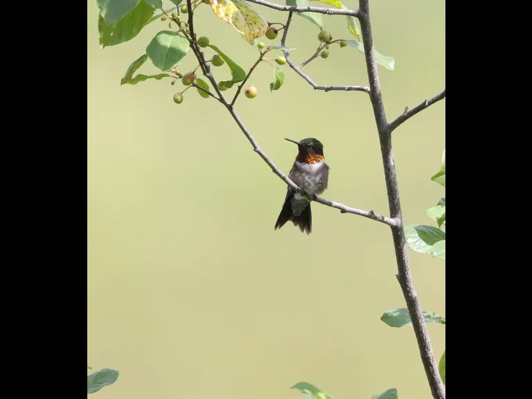 A ruby-throated hummingbird at Breakneck Hill Conservation Land in Southborough, photographed by Steve Forman.