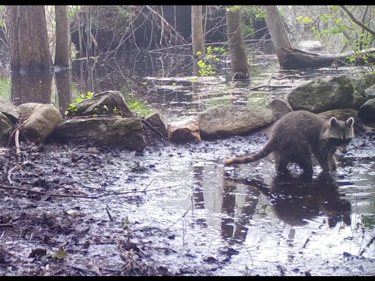 A raccoon in Framingham, photographed with an automatically triggered wildlife camera by Margaret McKane.