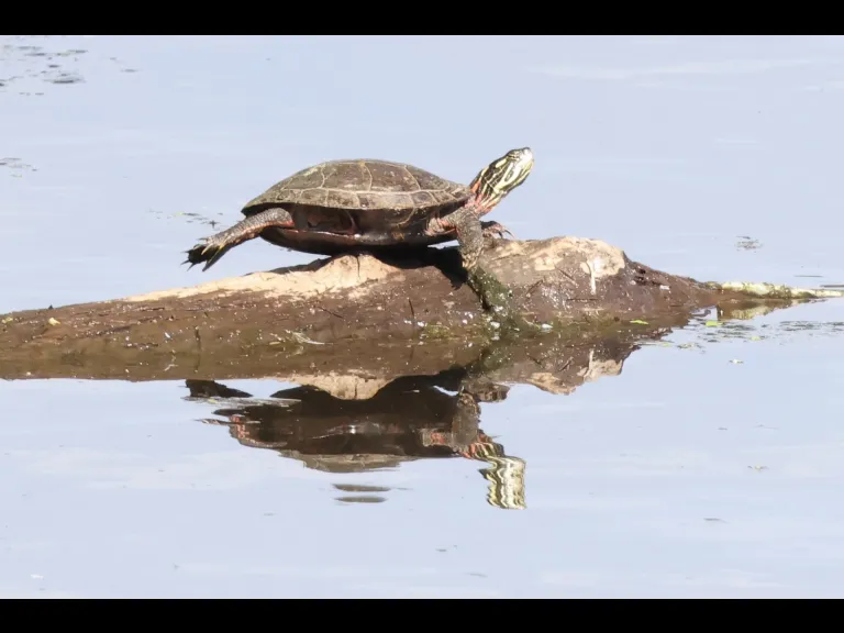 A painted turtle at Hager Pond in Marlborough, photographed by Steve Forman. A painted turtle at Hager Pond in Marlborough, photographed by Steve Forman.