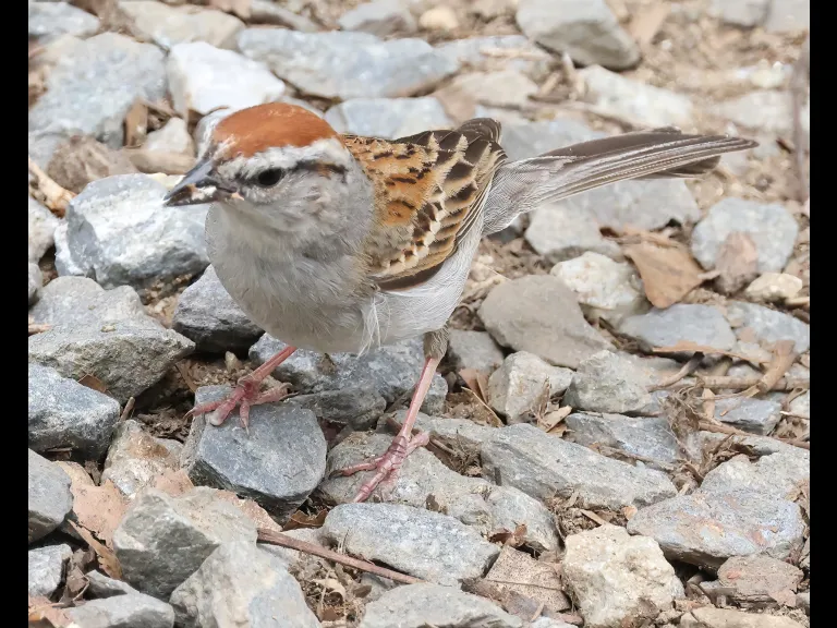 A chipping sparrow at Hager Pond in Marlborough, photographed by Steve Forman. A chipping sparrow at Hager Pond in Marlborough, photographed by Steve Forman.