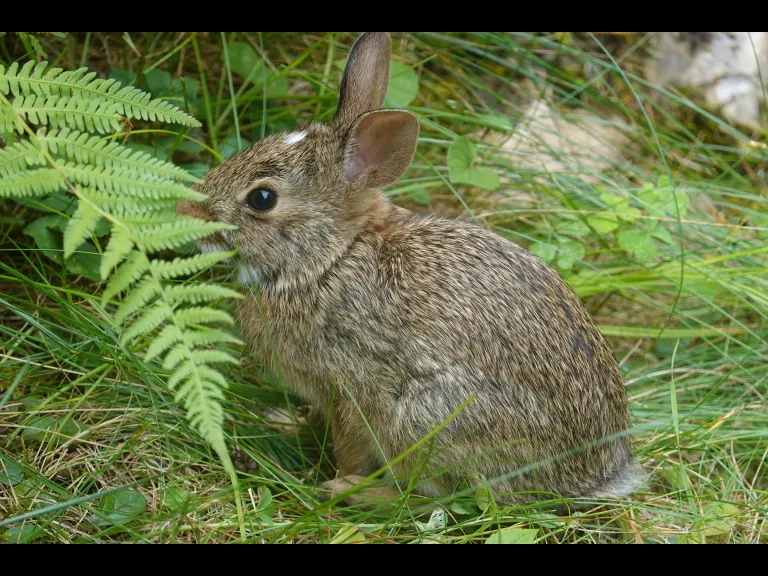 A cotton-tailed rabbit in Framingham, photographed by Margaret McKane.